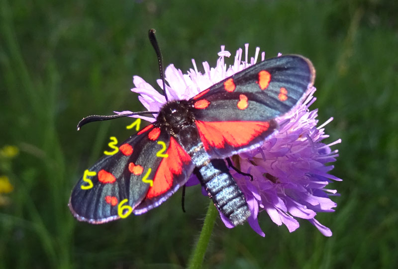 Zygaena transalpina - Zygaenidae